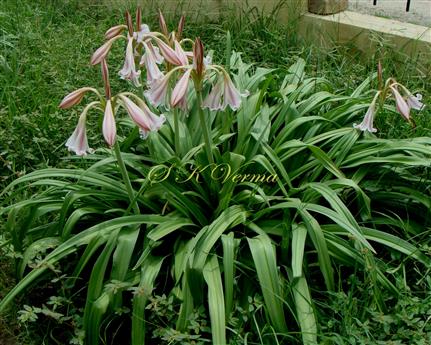  Plants